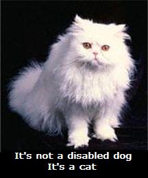 It's not a disabled dog.  It's a cat.